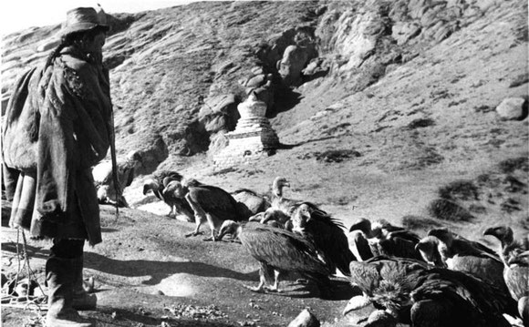 Der Gänsegeier im Kontext der tibetischen Himmels - oder Luftbegränisse