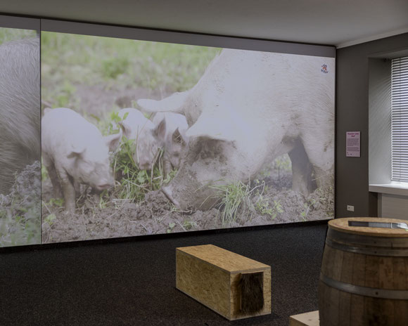 Mit der Ausstellung «Schwein-zigartig» steht ein Tier im Rampenlicht, das die Bevölkerung im Kanton Luzern bis vor Kurzem noch zahlenmässig übertroffen hat: das Schwein.