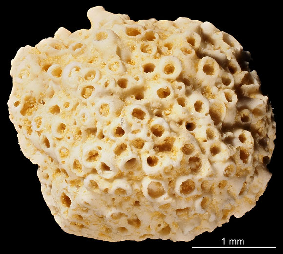 Bryozoa Art: Cellepora accumulata (Von Hagenow ) aus Bryozoen Sammlung Senckenberg Frankfurt,  CC BY: Michael Sondermann