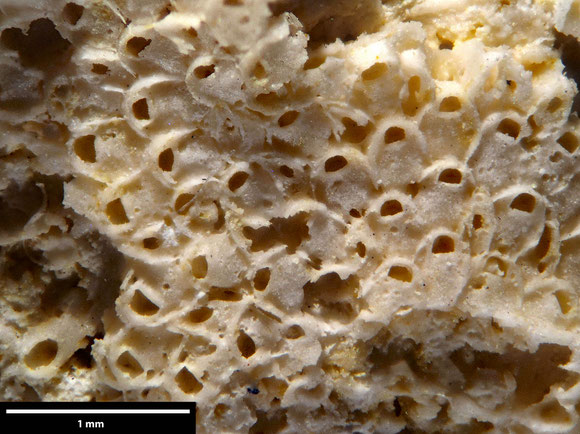 Bryozoa Art: Onychocella irregularis (von Hagenow 1839) aus Bryozoen Sammlung Senckenberg Frankfurt