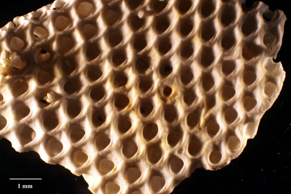 Bryozoa Art: Onychocella propinqua (von Hagenow 1851) aus Bryozoen Sammlung Senckenberg Frankfurt,  CC BY:  Dr. Rainer Teubner