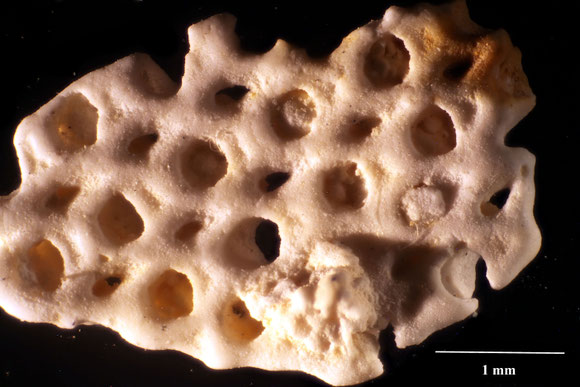 Bryozoa Art: Onychocella koninckiana (von Hagenow 1851) aus Bryozoen Sammlung Senckenberg Frankfurt, CC BY: Dr. Rainer Teubner