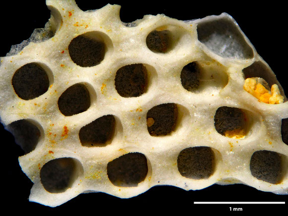 Bryozoa Art: Membranipora maastrichtensis Voigt 1930 aus Bryozoen Sammlung Senckenberg Frankfurt