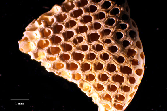 Bryozoa Art: Onychocella propinqua (von Hagenow 1851) aus Bryozoen Sammlung Senckenberg Frankfurt, CC BY: Dr. Rainer Teubner