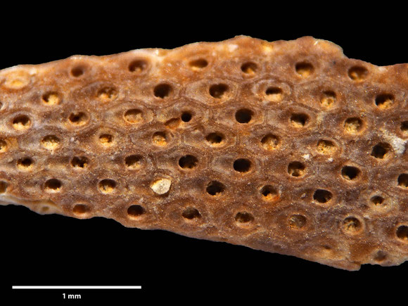 Bryozoa Art: Eschara lepida von Hagenow aus Bryozoen Sammlung Senckenberg Frankfurt