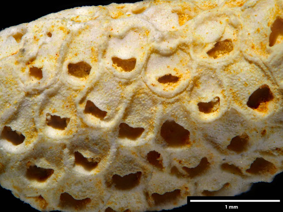 Bryozoa Art: Onychocella camerata von Hagenow, 1851 aus Bryozoen Sammlung Senckenberg Frankfurt