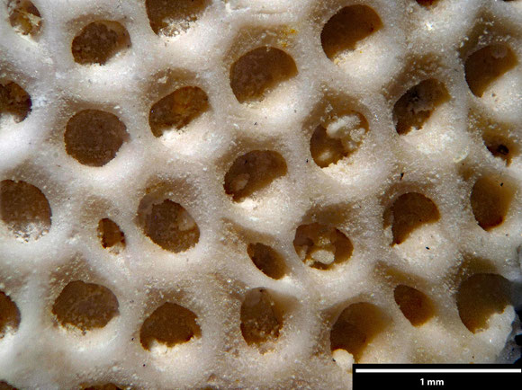 Bryozoa Art: Onychocella rotundata Voigt 1930 aus Bryozoen Sammlung Senckenberg Frankfurt