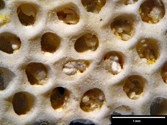 Bryozoa Art: Onychocella rotundata Voigt 1930 aus Bryozoen Sammlung Senckenberg Frankfurt