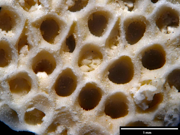 Bryozoa Art: Onychocella rotundata Voigt 1930 aus Bryozoen Sammlung Senckenberg Frankfurt