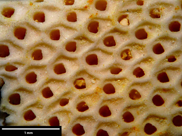 Bryozoa Art: Onychocella stigmatophora (Goldfuss 1826) aus Bryozoen Sammlung Senckenberg Frankfurt
