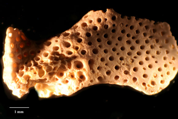 Bryozoa Art: Onychocella stigmatophora (Goldfuss 1826) aus Bryozoen Sammlung Senckenberg Frankfurt, CC BY: Dr. Rainer Teubner