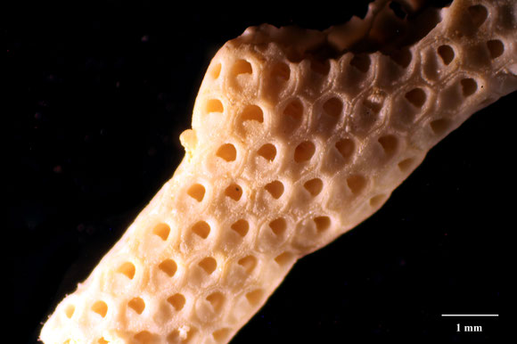 Bryozoa Art: Onychocella propinqua (von Hagenow 1851) aus Bryozoen Sammlung Senckenberg Frankfurt,  CC BY:  Dr. Rainer Teubner