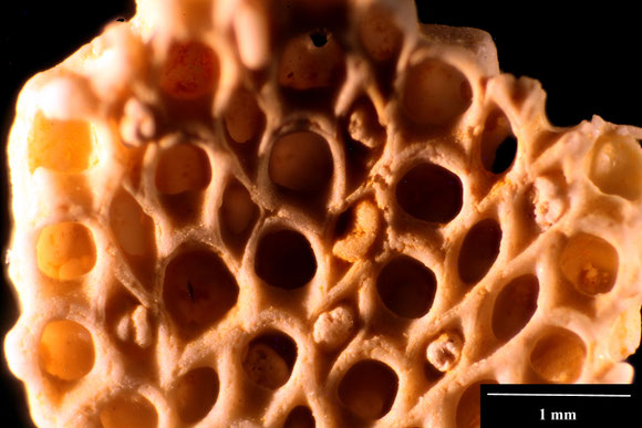 Bryozoa Art: Onychocella koninckiana (von Hagenow 1851) aus Bryozoen Sammlung Senckenberg Frankfurt, CC BY: Dr. Rainer Teubner