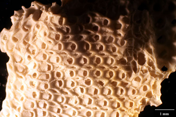 Senckenberg, Bryozoa, Bryozoen, Moostierchen, Sammlung Voigt