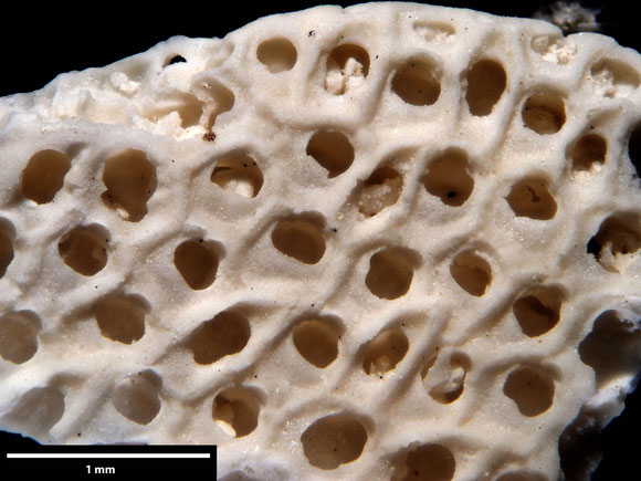 Bryozoa Art: Onychocella stigmatophora (Goldfuss 1826) aus Bryozoen Sammlung Senckenberg Frankfurt