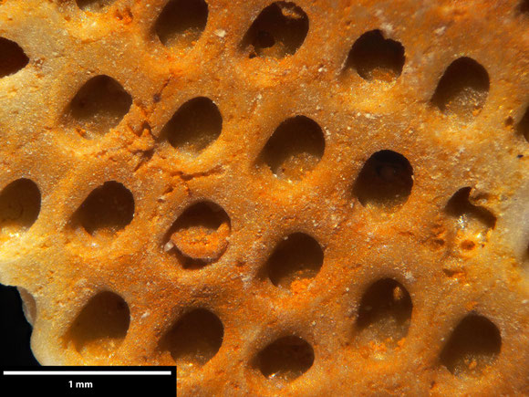 Bryozoa Art: Membranipora maastrichtensis Voigt 1930 aus Bryozoen Sammlung Senckenberg Frankfurt