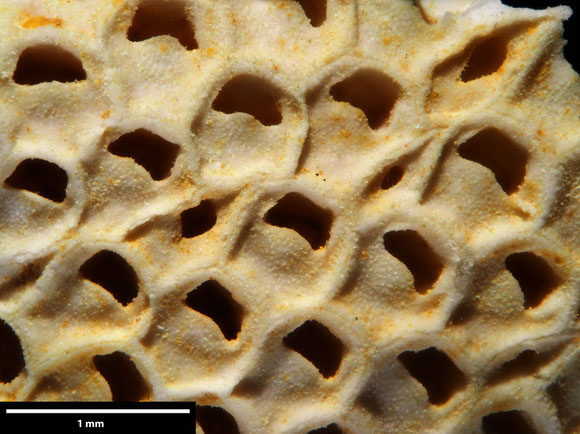 Bryozoa Art: Onychocella camerata von Hagenow, 1851 aus Bryozoen Sammlung Senckenberg Frankfurt