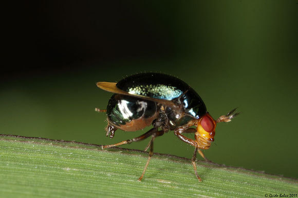 Spaniocelyphus palmi