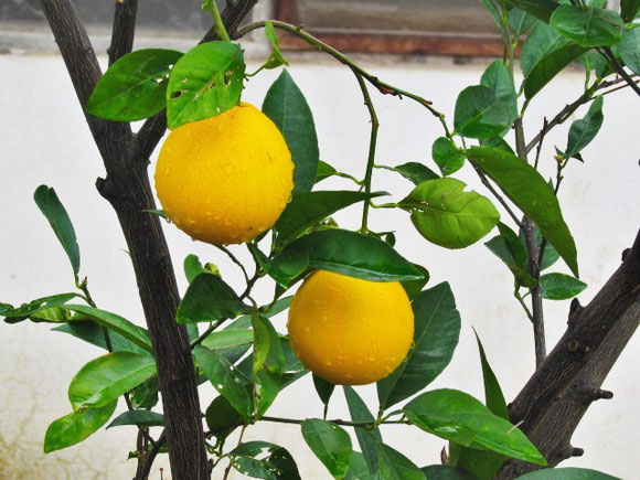 Lemons looking better than ever after a nights storm