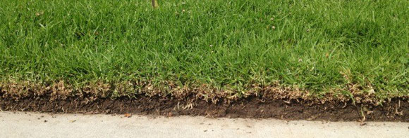 Health Lawn Profile in Front of City Hall