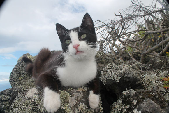 gato-pecho-cara-patas-blancos-resto-negro-sentado-sobre-una-piedra