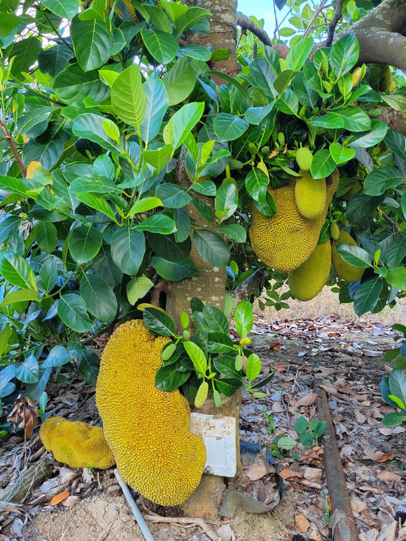 パラミツ（ジャックフルーツ） - barabidoo-ishigaki Jimdoページ