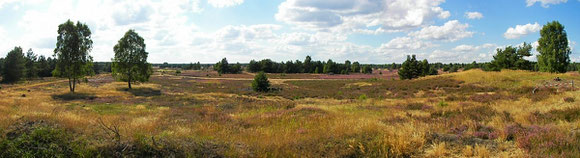 Heidkrautblüte in der Kyritz Ruppiner Heide