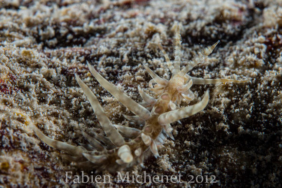 Baeolidia fusiformis