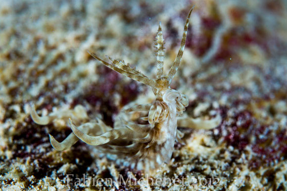 Baeolidia fusiformis