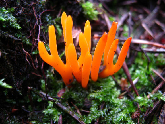 Klebriger Hörnling, Calocera viscosa