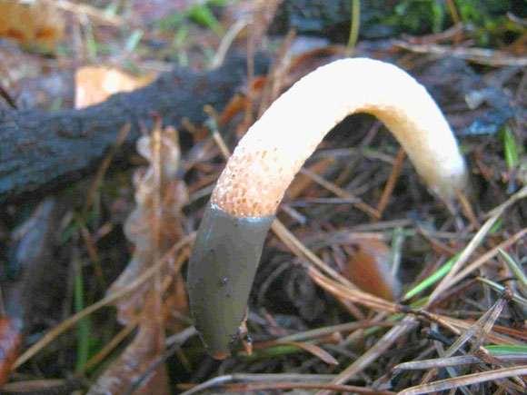 Gemeine Hundsrute Natur im Barnim