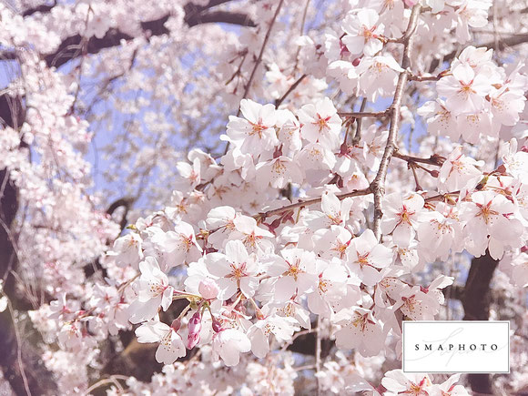 桜　写真　撮り方　コツ　スマホ