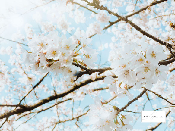 桜　写真　撮り方　コツ　スマホ