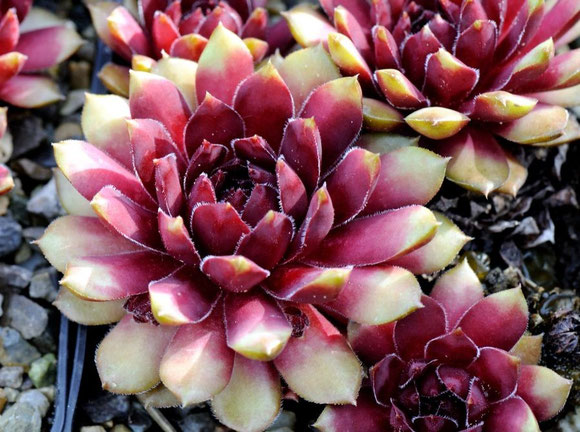 Sempervivum 'Dr. Fritz Köhlein', Aspekt im Juni, Züchter: Volkmar Schara, Foto: Manuel Werner, alle Rechte vorbehalten!