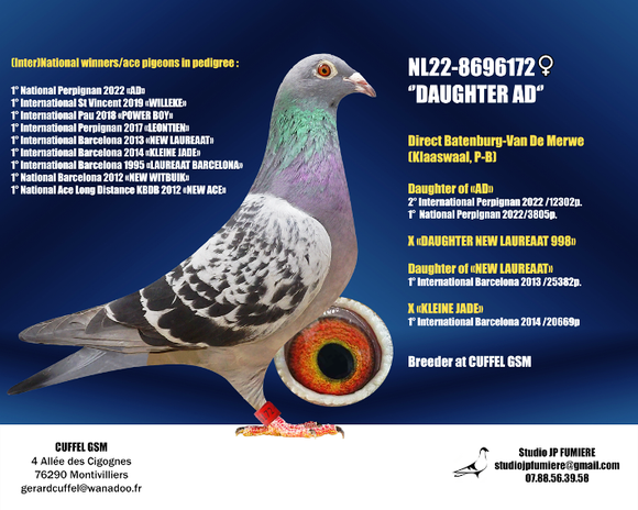 Grand-mère du pigeon mis en vente