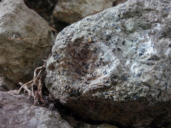 Sanidinite ritrovata incastonata in un muretto a secco a Tre Croci, frazione di Vetralla