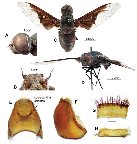 Christine L. Lambkin, Justin S. Bartlett 2013．Bush Blitz aids description of three new species and a new genus of Australian beeflies (Diptera, Bombyliidae, Exoprosopini) ZooKeys 150 231–280