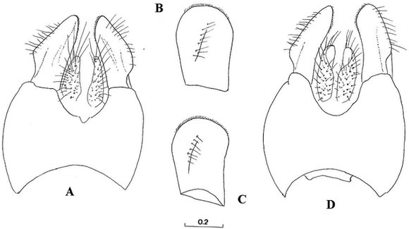 Vujic et al. 2013. Key for European species of the Cheilosia proxima group (Diptera, Syrphidae) with a description of a new species ZooKeys 269 33–50