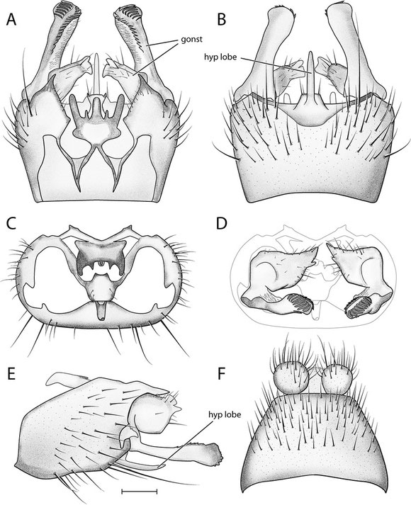 Kerr. P. 2011. Six new species of Acomoptera from North America (Diptera, Mycetophilidae) ZooKeys 137 41–76