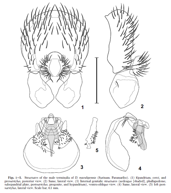 Mathis and Zatwarnicki 2005. Revision of New World Species of Shore Fly Genus Discomyza Meigen(Diptera Ephydridae)Ann. Entomol. Soc. Am. 98(4) 431-443