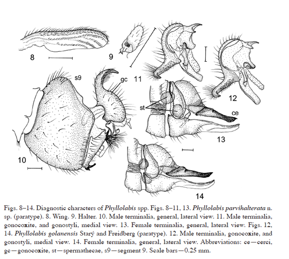 Stary et al. 2012. A new Phyllolabis from Israel with reduced wings and halteres(Diptera Limoniidae)　ISRAEL JOURNAL OF ENTOMOLOGY, Vol. 41–42, 2011–2012, pp. 107–114