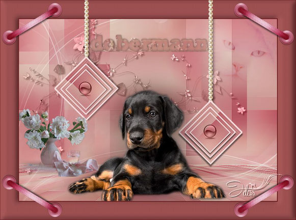 Bébé Dobermann