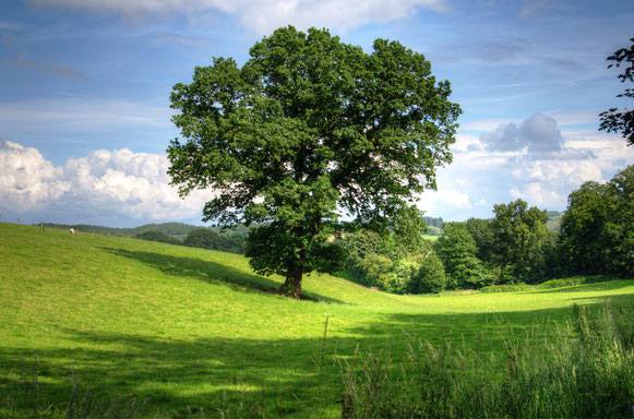 Sophrologue Emeline Darras, à Tours - annuaire des thérapeutes en touraine val de loire - via energetica