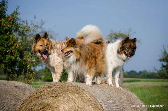 Adina(Zuchthündin), Inka, Ashanti(Zuchthündin)