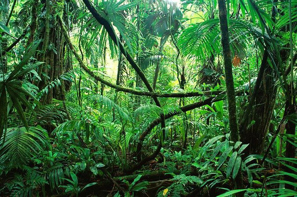 Jungle, forêt vierge, avec de grands arbres verts et des lianes entremêlées