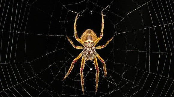 Une grosse araignée jaune dans sa toile fine mais bien dessinée