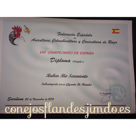 Subcampeonato de España del conejo gigante de flandes 2013. Sariñena