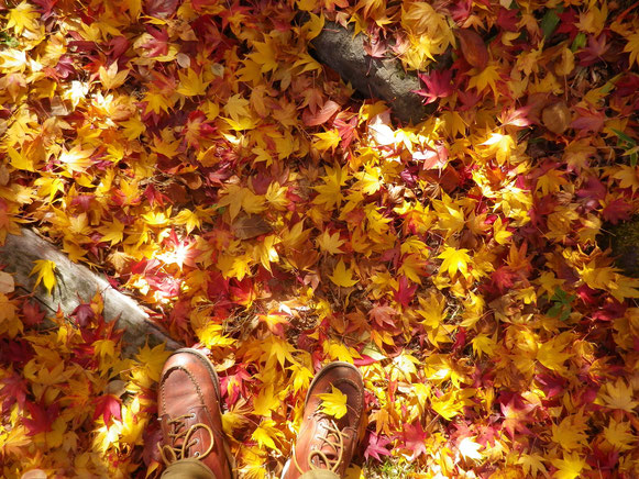 落ち葉の絨毯も色鮮やか