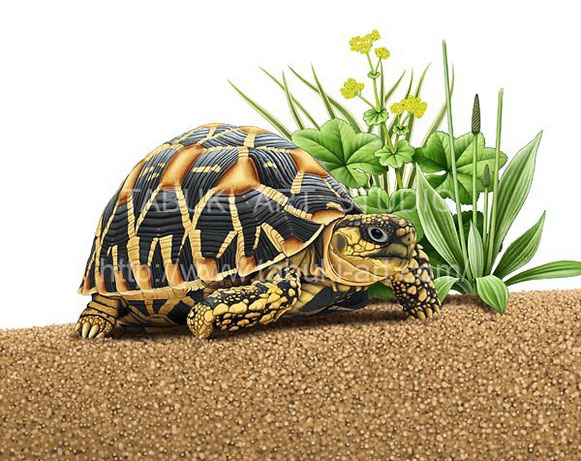 ホシガメのイラスト ペットフードパッケージ用 Real Illustration Samples ホシガメのイラスト ペットフードパッケージ用 Real Illustration Samples