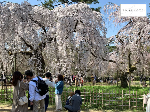 桜　写真　撮り方　コツ　スマホ